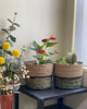 Set of 2 Hand-Braided Seagrass Planters in Two-Tone Green
