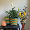 Set of 3 Hand-Braided Jute Planters – Green, Teal, Mustard, Beige