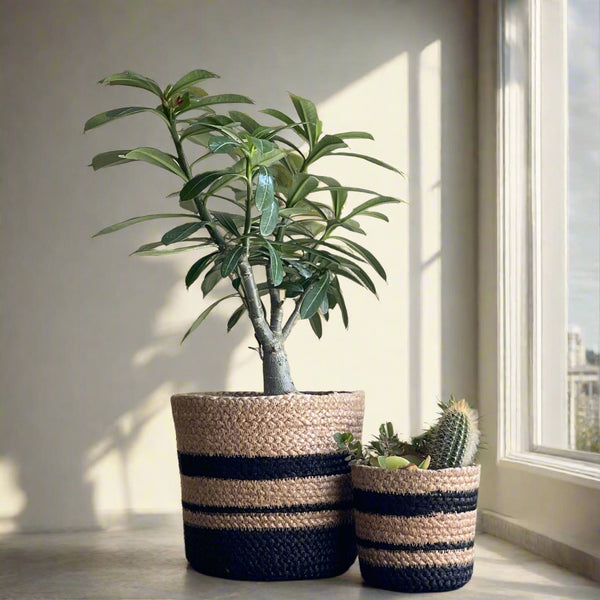 Set of 3 Hand-Braided Jute Planters – Natural & Black Rustic Style