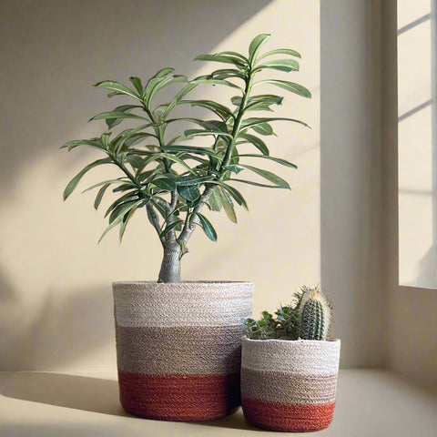 Set of 3 Hand-Braided Jute Planters – Terracotta-Inspired Tones