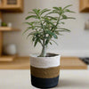 Set of 3 Hand-Braided Jute Planters – Rustic White, Brown & Black