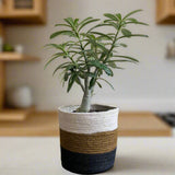 Set of 3 Hand-Braided Jute Planters – Rustic White, Brown & Black