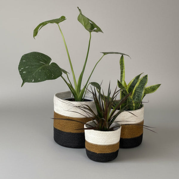 Three potted plants on a white table with a blurred window background