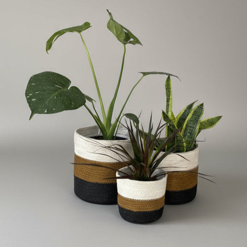 Three potted plants on a white table with a blurred window background