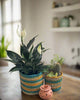 Set of 3 Hand-Braided Jute Planters – Green, Teal, Mustard, Beige