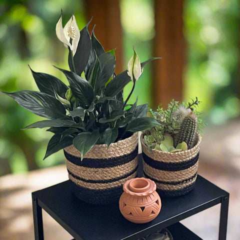 Set of 3 Hand-Braided Jute Planters – Natural & Black Rustic Style