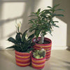 Set of 3 Colorful Hand-Braided Jute Planters – Eco-Friendly Decor - ETTYL