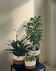 Set of 3 Hand-Braided Jute Planters – Rustic White, Brown & Black