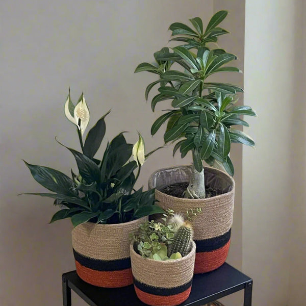 Set of 3 Jute Planters – Beige, Black & Terracotta Color-Block Design - ETTYL