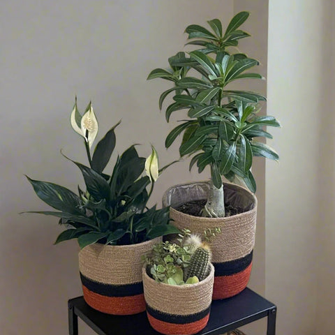 Set of 3 Jute Planters – Beige, Black & Terracotta Color-Block Design - ETTYL