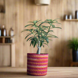 Set of 3 Colorful Hand-Braided Jute Planters – Eco-Friendly Decor - ETTYL