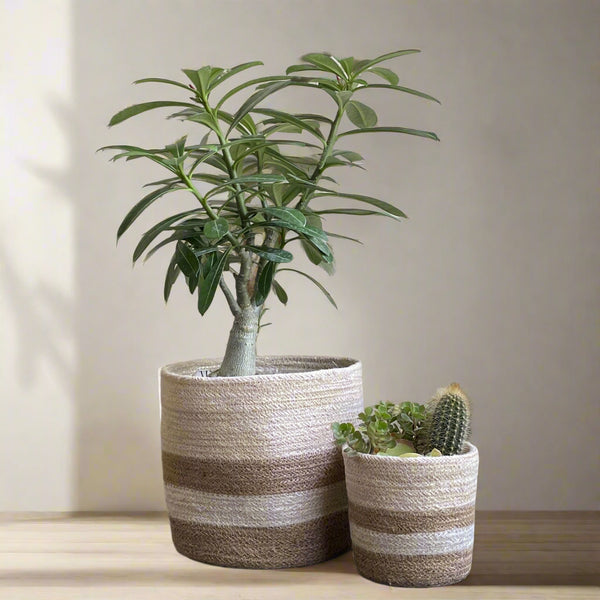 Set of 3 Jute Planters – Beige & Taupe Hand-Braided Neutral Decor