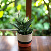 Set of 3 Jute Planters – Beige, Black & Terracotta Color-Block Design