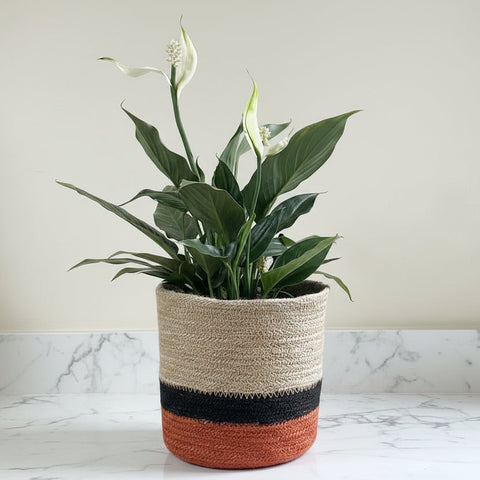 Set of 3 Jute Planters – Beige, Black & Terracotta Color-Block Design - ETTYL