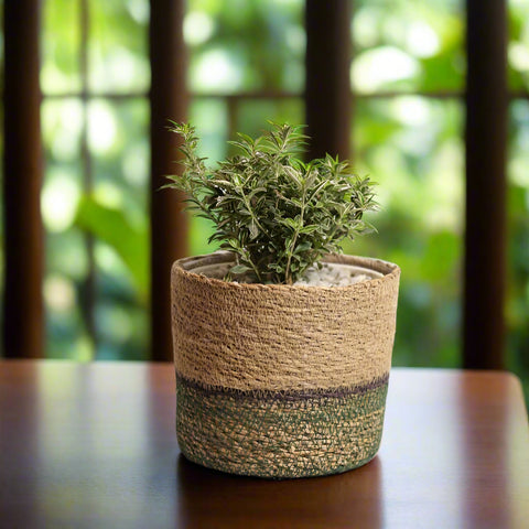 Sea grass planters - ETTYL