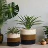 Set of 3 Hand-Braided Jute Planters with Plastic Liners – Natural, Earth-Tone Baskets - ETTYL