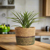 Set of 2 Hand-Braided Seagrass Planters in Two-Tone Green