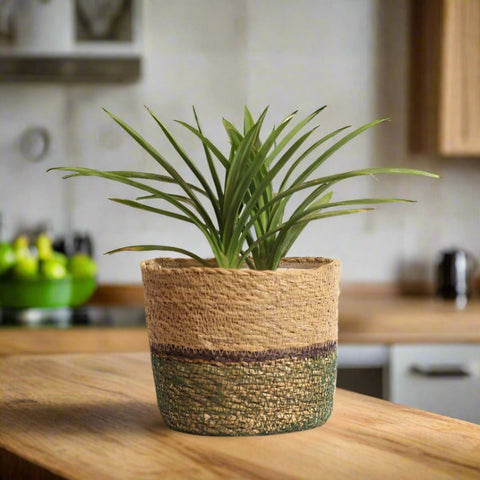 Set of 2 Hand-Braided Seagrass Planters in Two-Tone Green