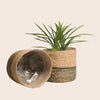Set of 2 Hand-Braided Seagrass Planters in Two-Tone Green