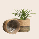 Set of 2 Hand-Braided Seagrass Planters in Two-Tone Green